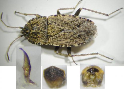 Réf. 192 010 : Emblethis angustus